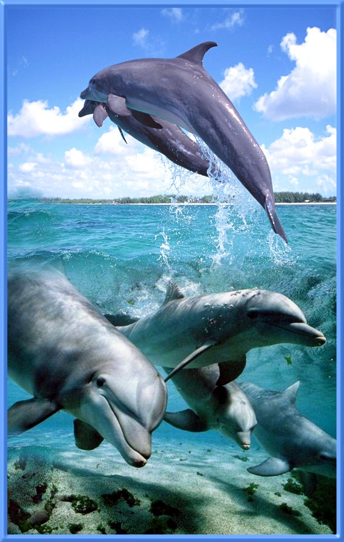 Delfini 1, art-emis