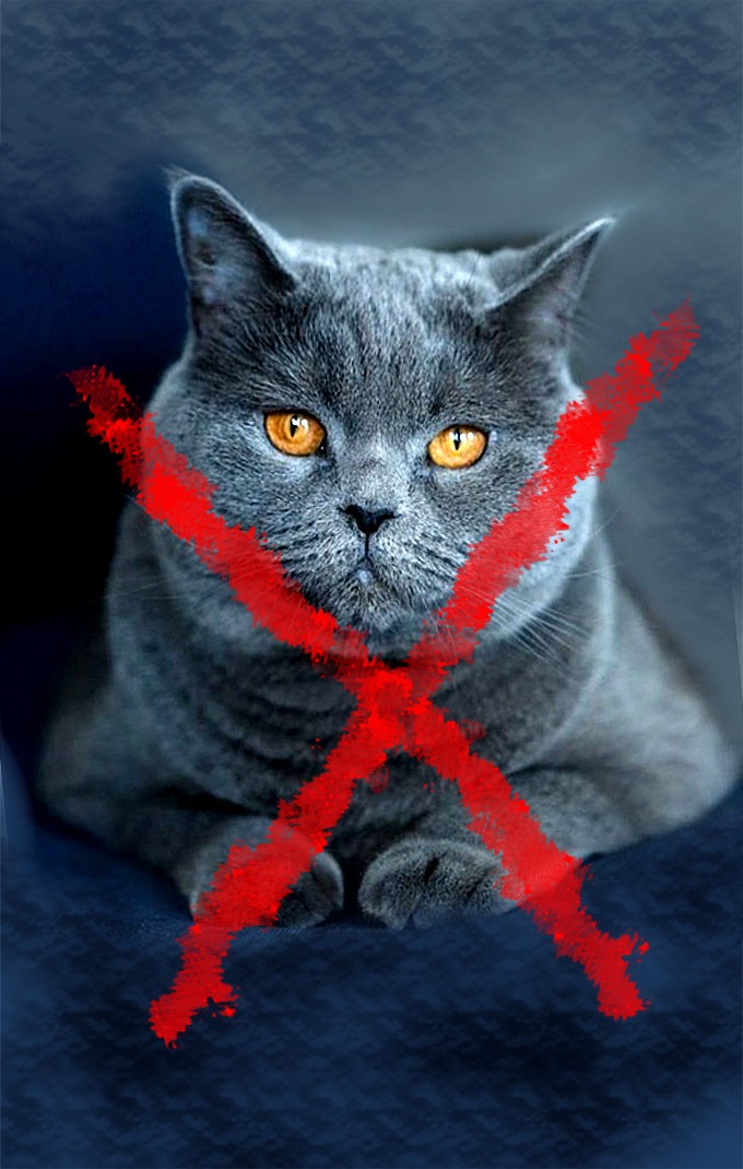 Pisica Albastru rusesc-NO